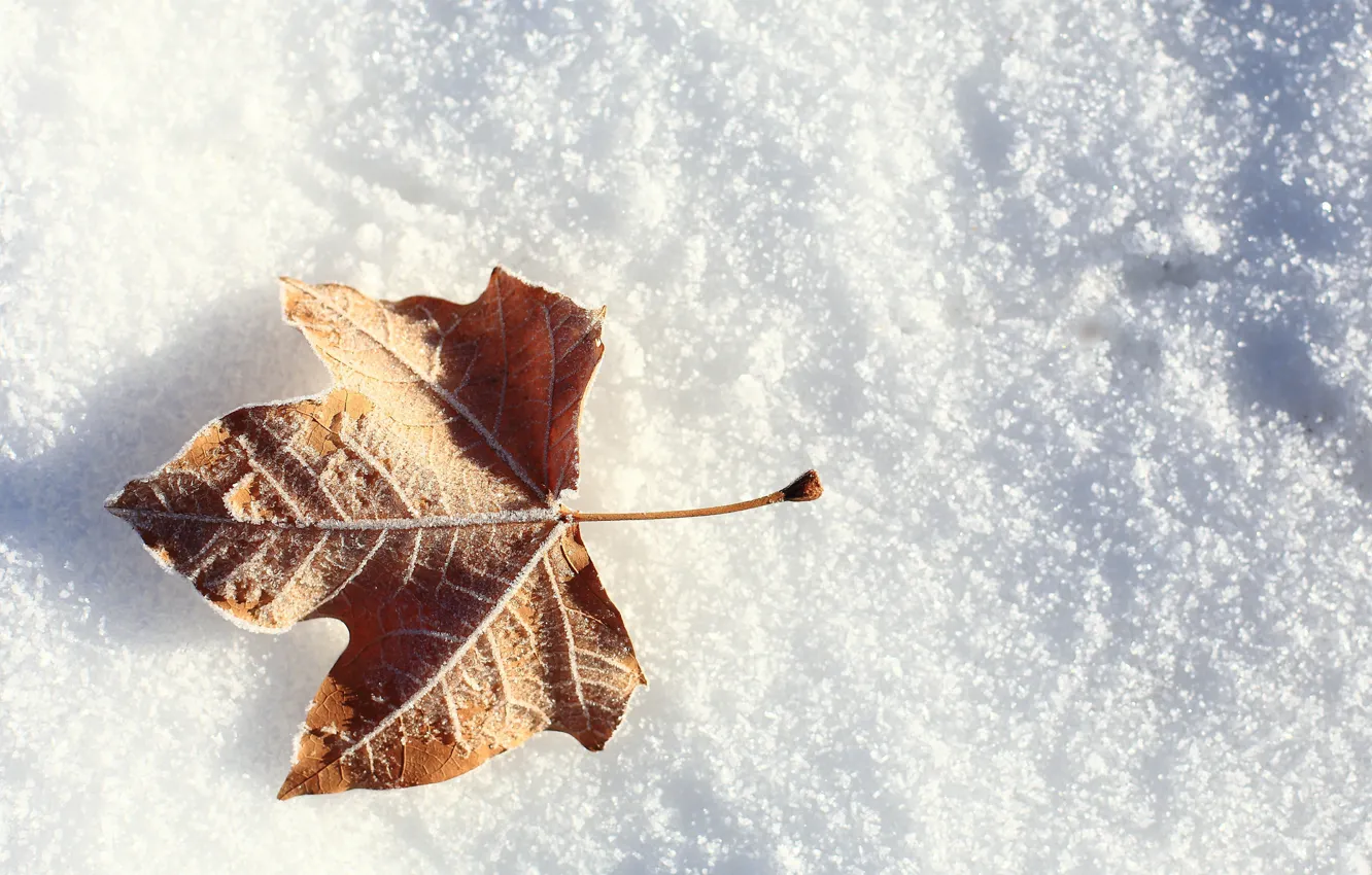 Photo wallpaper winter, frost, snow, sheet, leaf