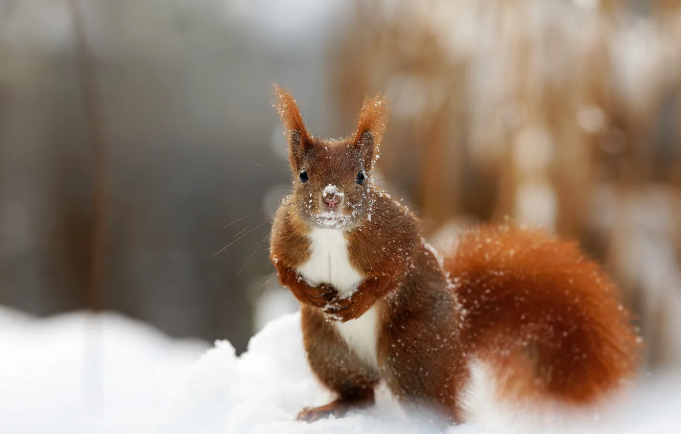 Photo wallpaper winter, look, snow, nature, pose, legs, protein, tail