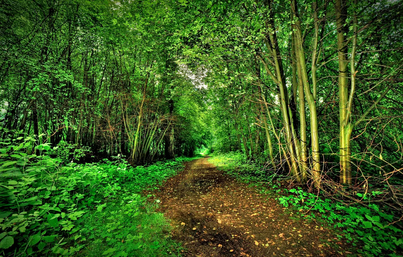 Photo wallpaper greens, forest, trees, path, the bushes