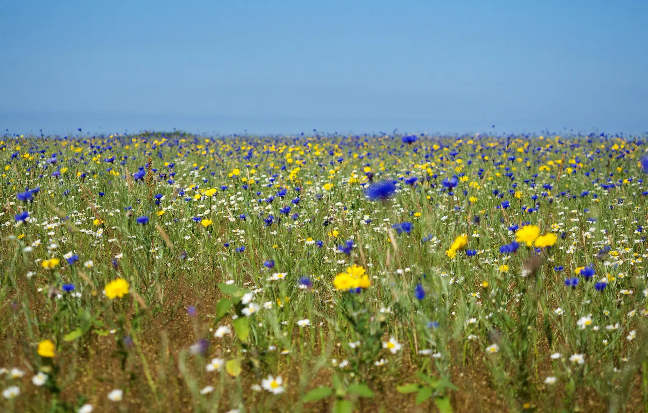 Photo wallpaper field, the sky, flowers, meadow