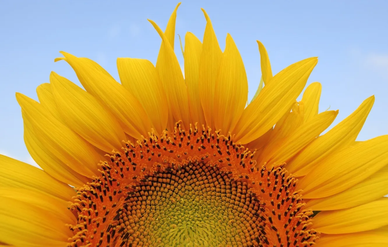 Photo wallpaper macro, sunflowers, petals