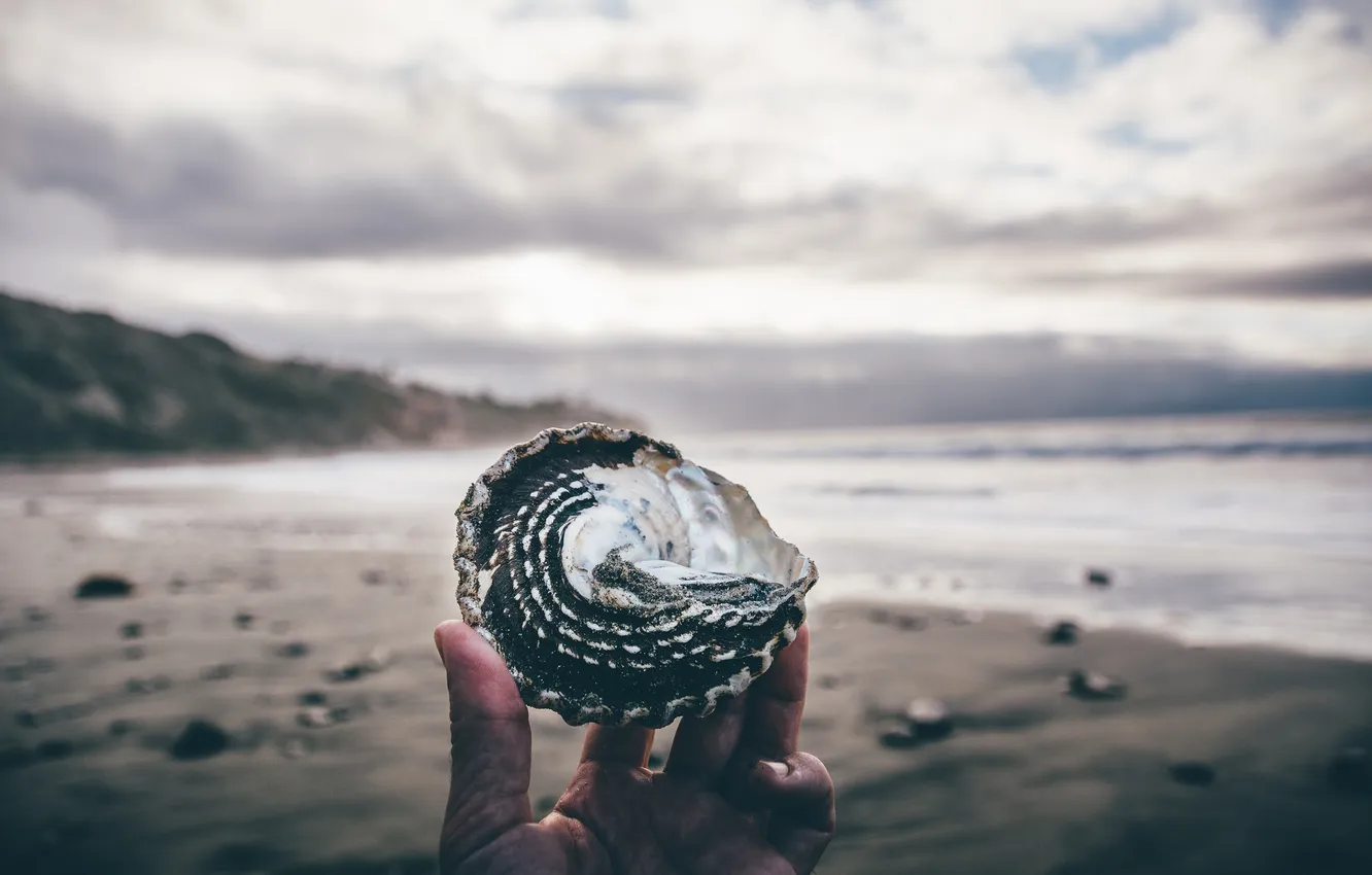 Photo wallpaper beach, hands, shell