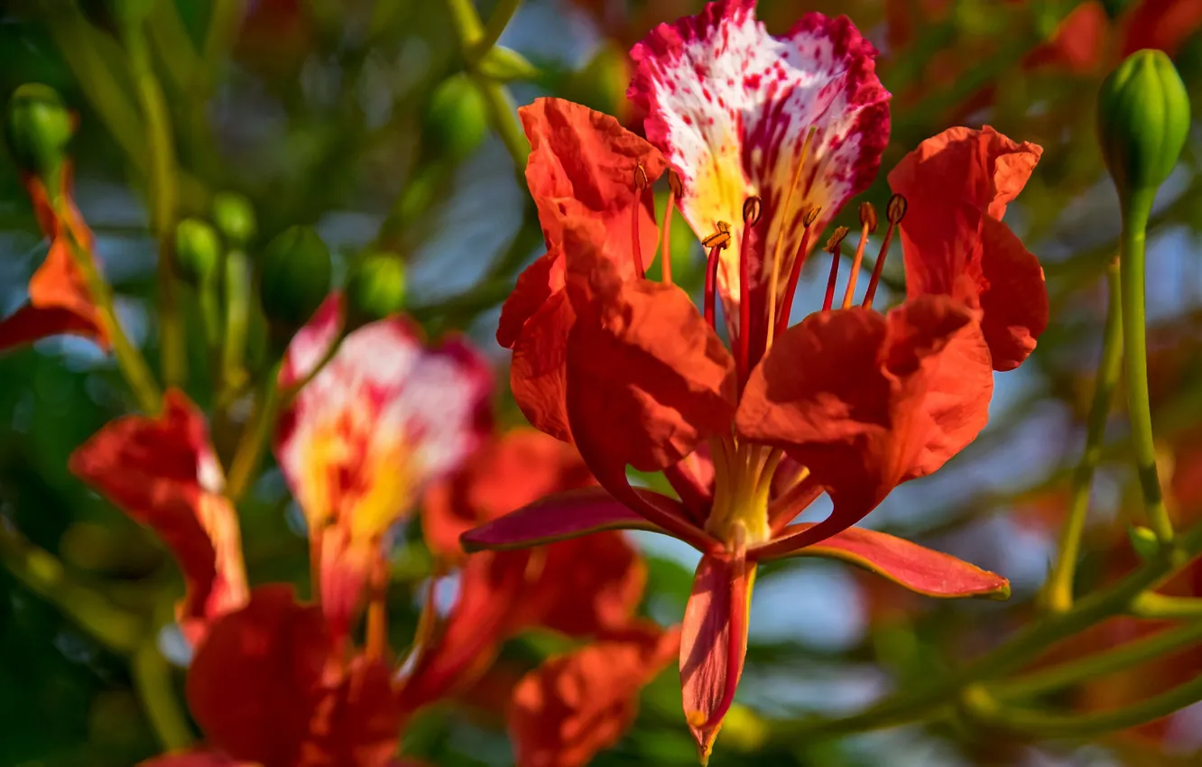 Photo wallpaper macro, petals, buds, Deloniks Royal