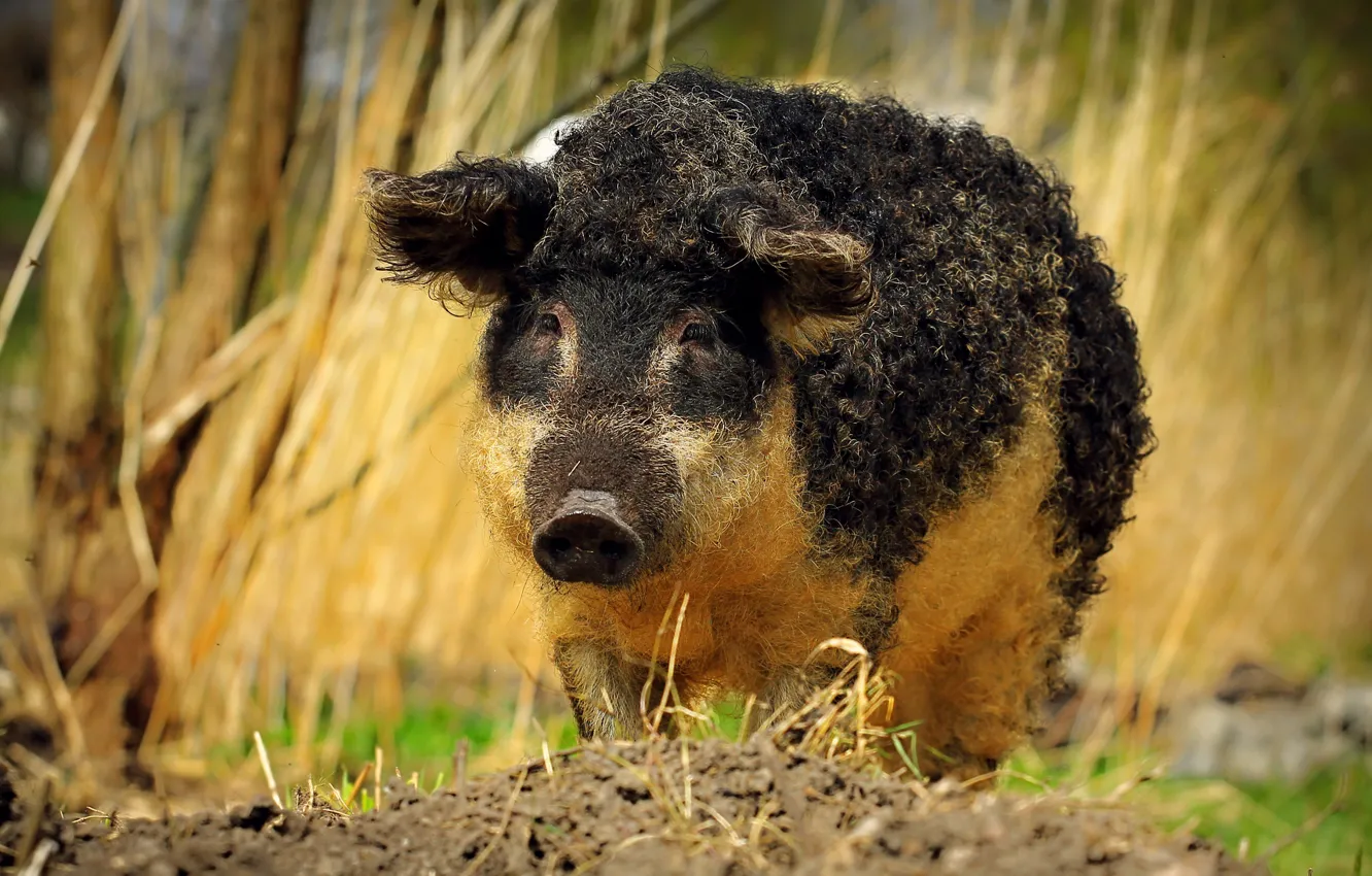 Photo wallpaper grass, face, nature, pig, boar, curls, hog, Piglet