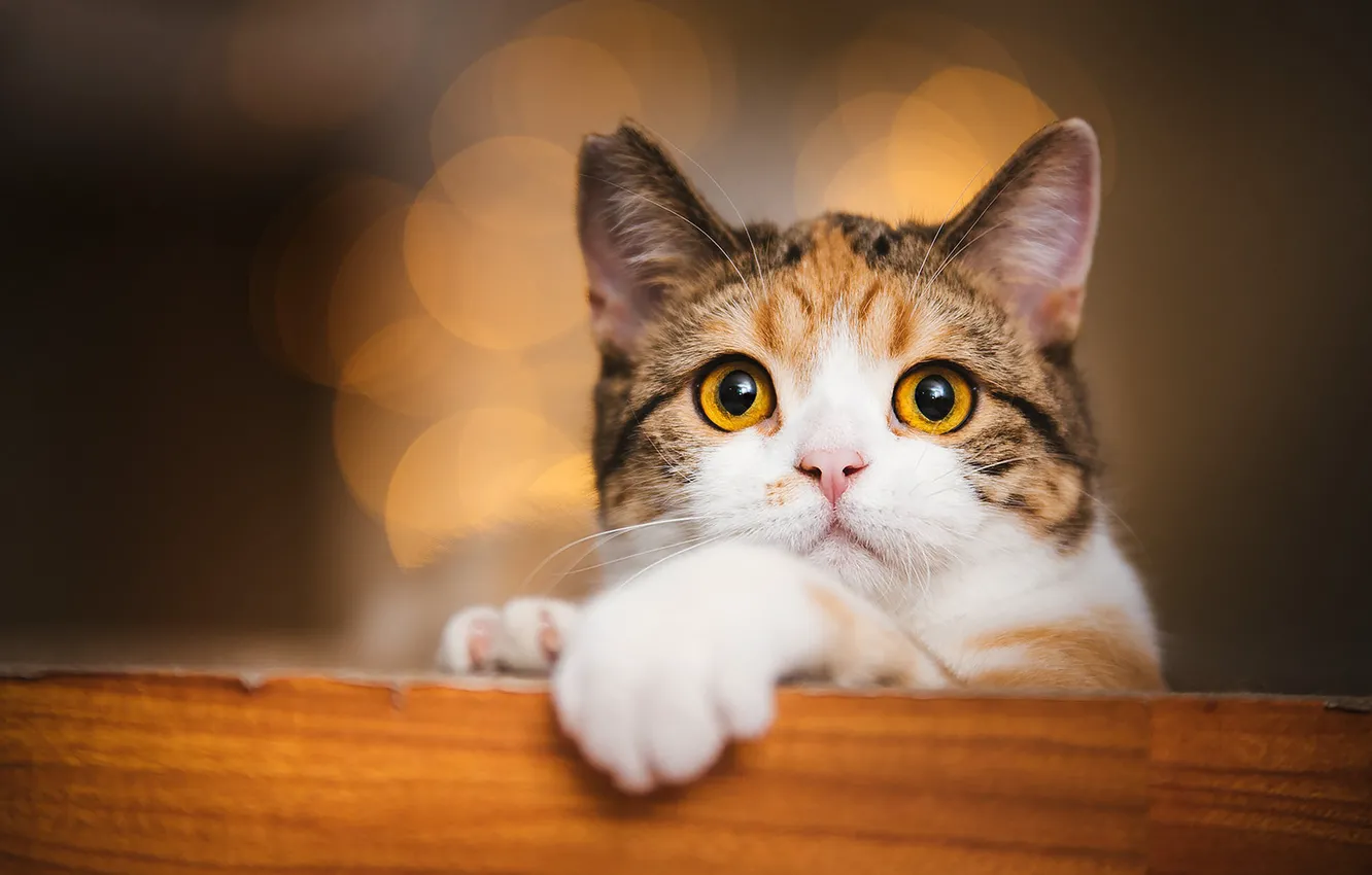 Photo wallpaper cat, cat, look, pose, face