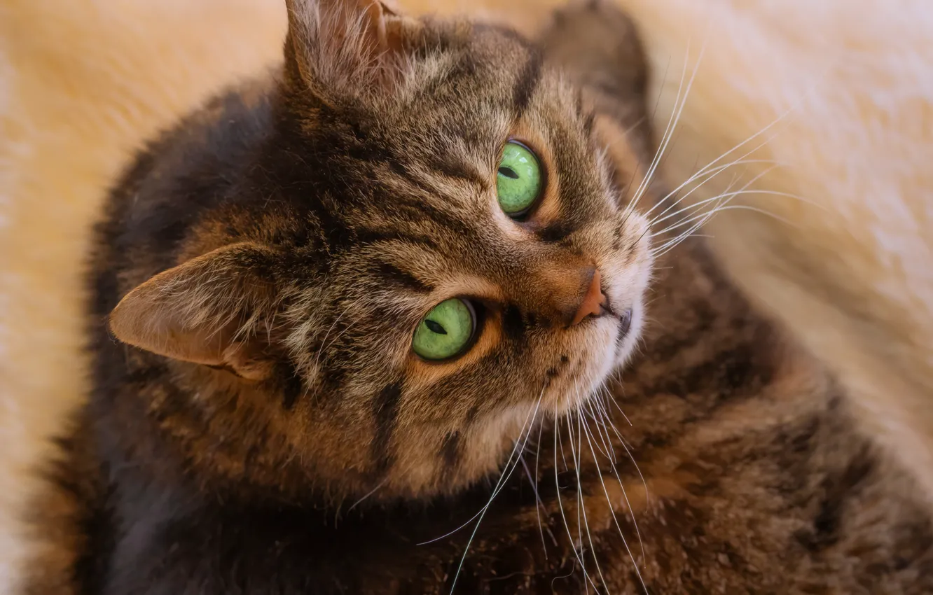 Photo wallpaper cat, cat, look, face, pose, grey, lies, striped