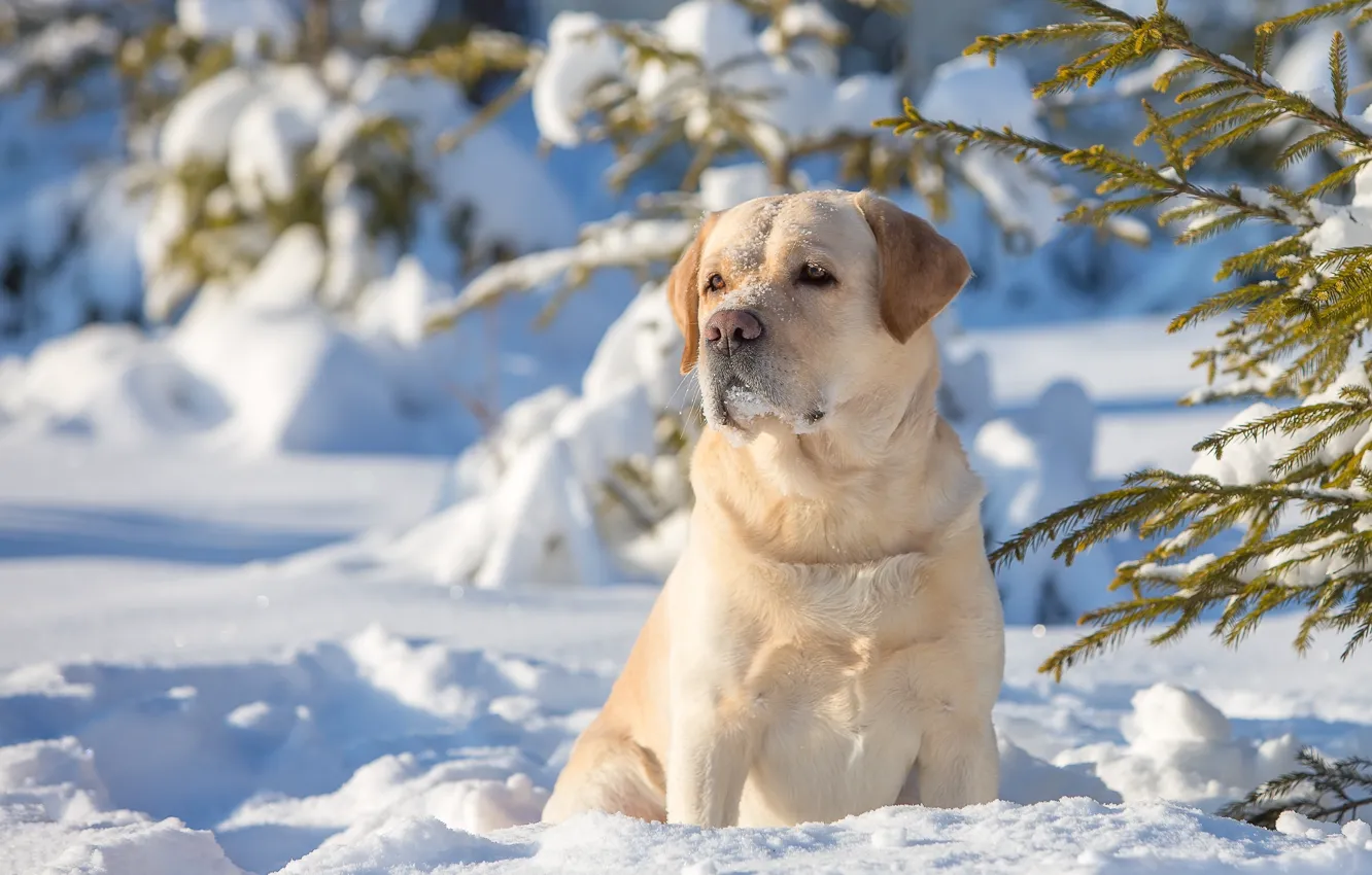 Photo wallpaper winter, snow, dog, Labrador Retriever