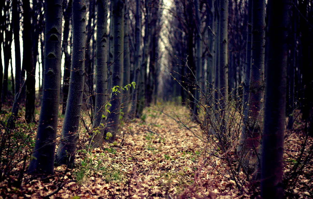 Photo wallpaper forest, leaves, trees, trail, spring, clearing