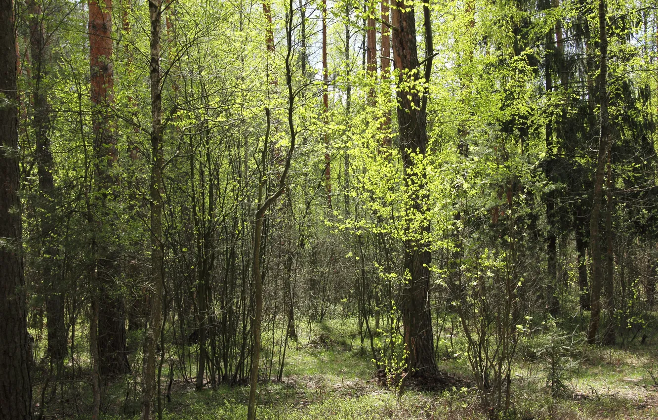Photo wallpaper greens, forest, trees, nature, green, spring, bright, Sunny