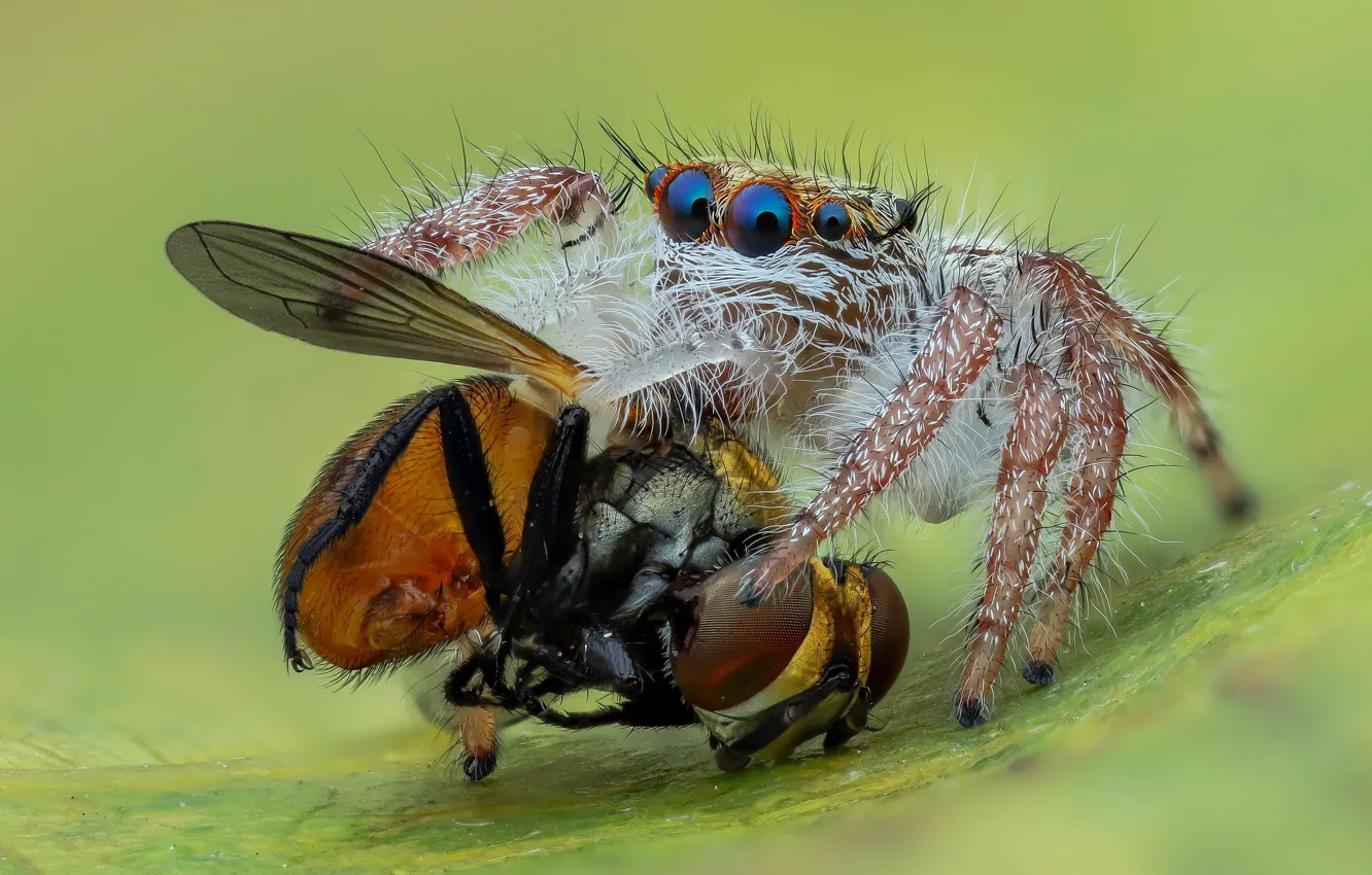 Photo wallpaper eyes, macro, pose, fly, background, spider, mining, jumper