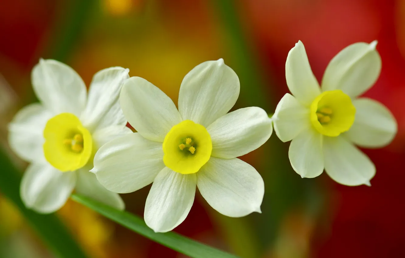 Photo wallpaper macro, trio, daffodils