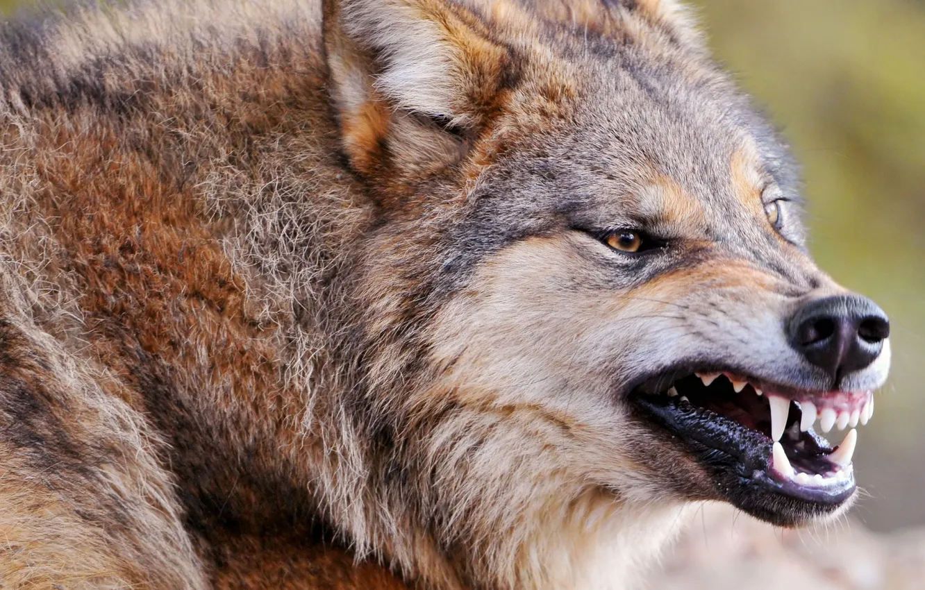 Photo wallpaper fantasy, Predator, nature, art, snow, face, animal, wolf