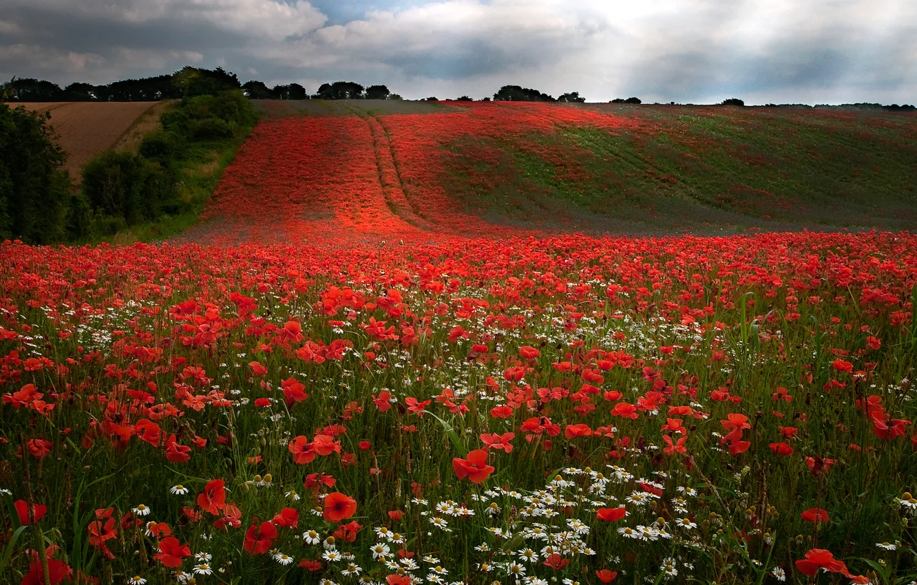 Photo wallpaper field, the sky, clouds, trees, flowers, hills, Maki