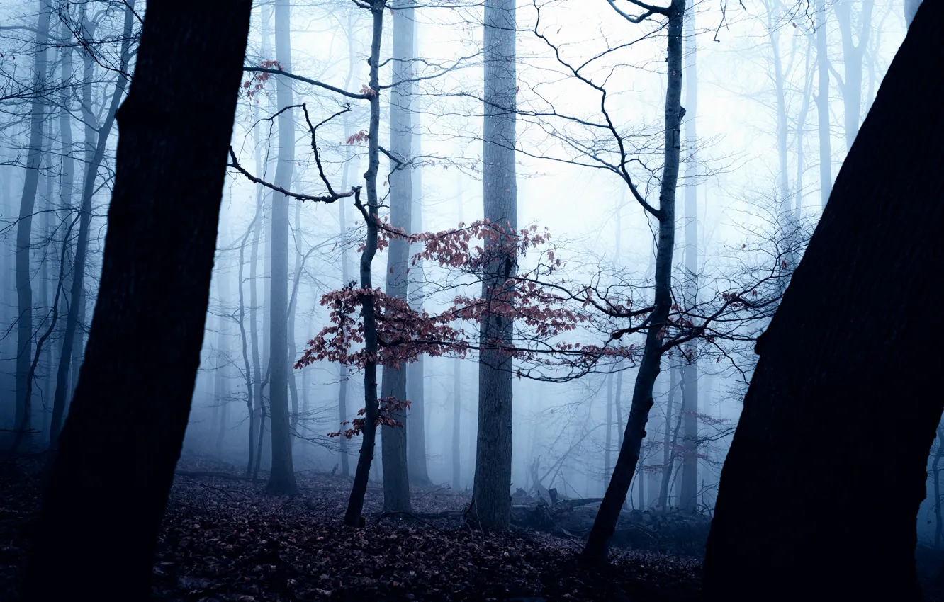 Photo wallpaper autumn, forest, trees, nature, fog