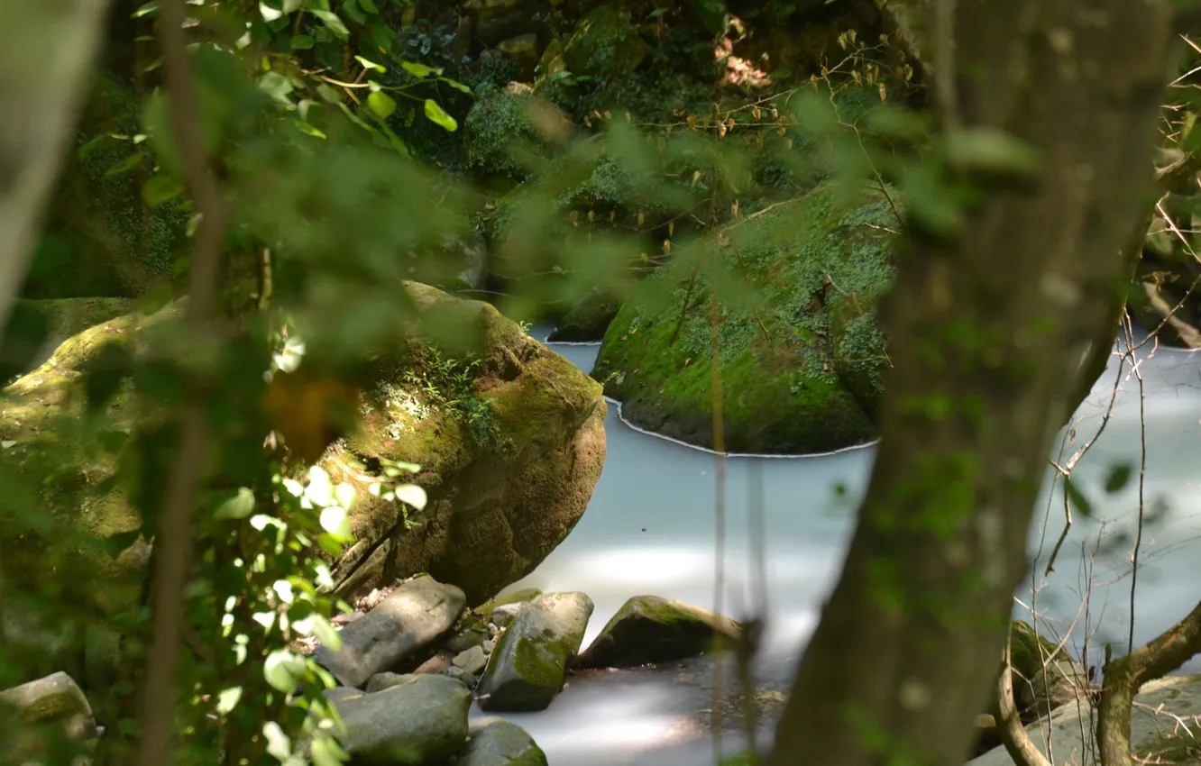 Photo wallpaper greens, trees, river, stones, color, beautiful, river, Sochi