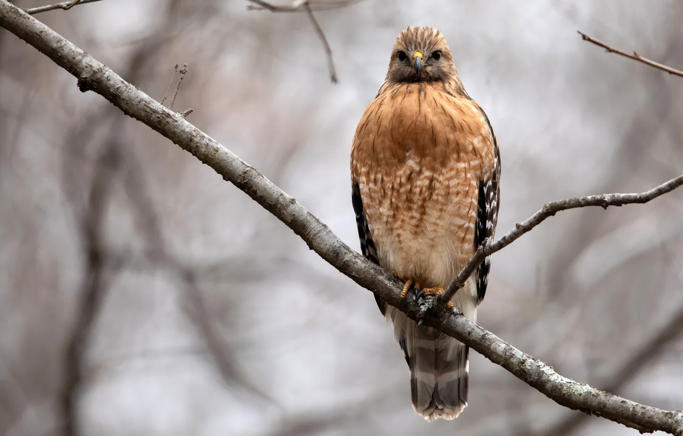 Photo wallpaper trees, branches, nature, bird, predator, hawk, bokeh, Red Shouldered Hawk