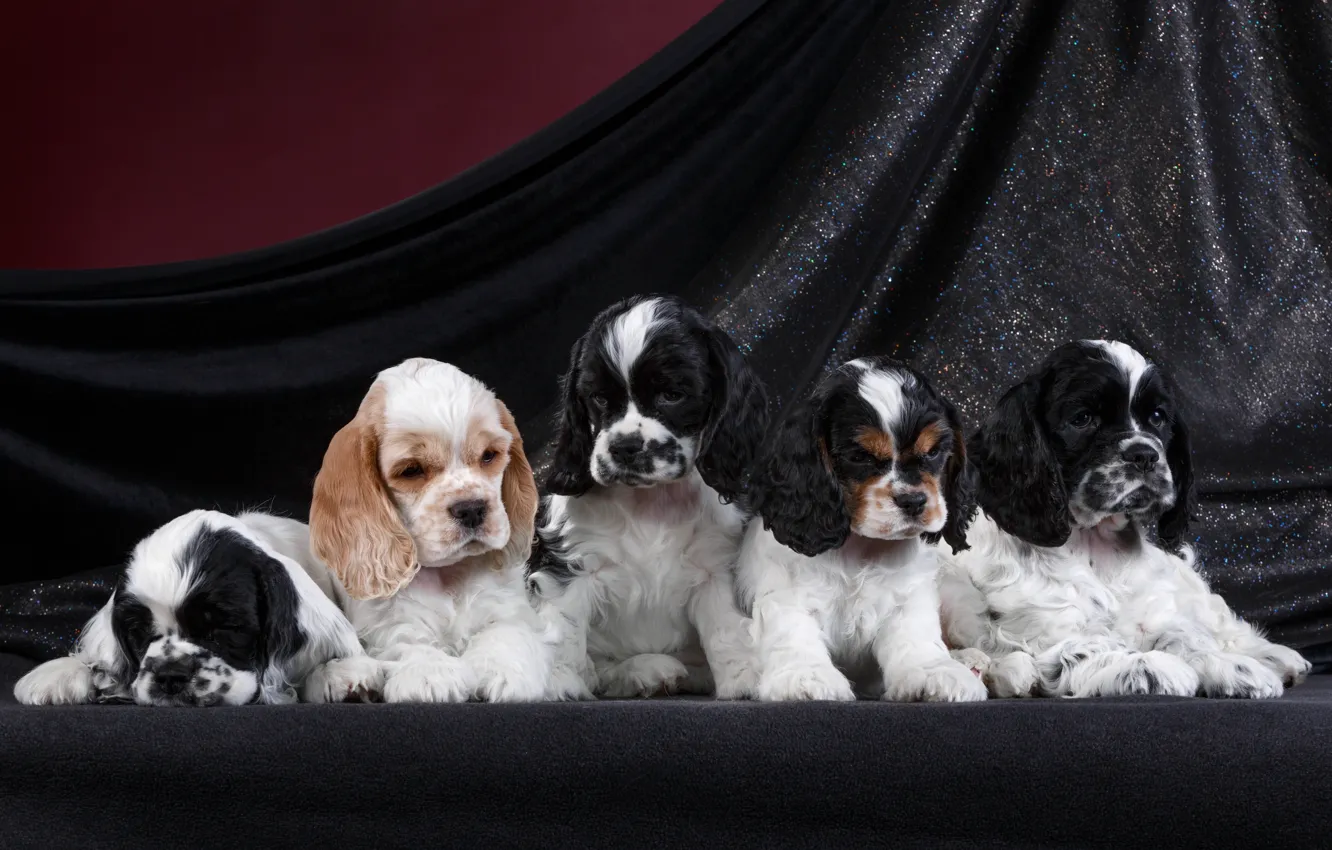 Photo wallpaper puppies, breed, Spaniel, quintet