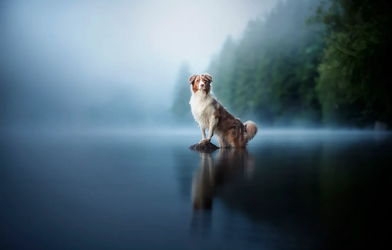 Photo wallpaper forest, landscape, fog, lake, reflection, stones, shore, dog