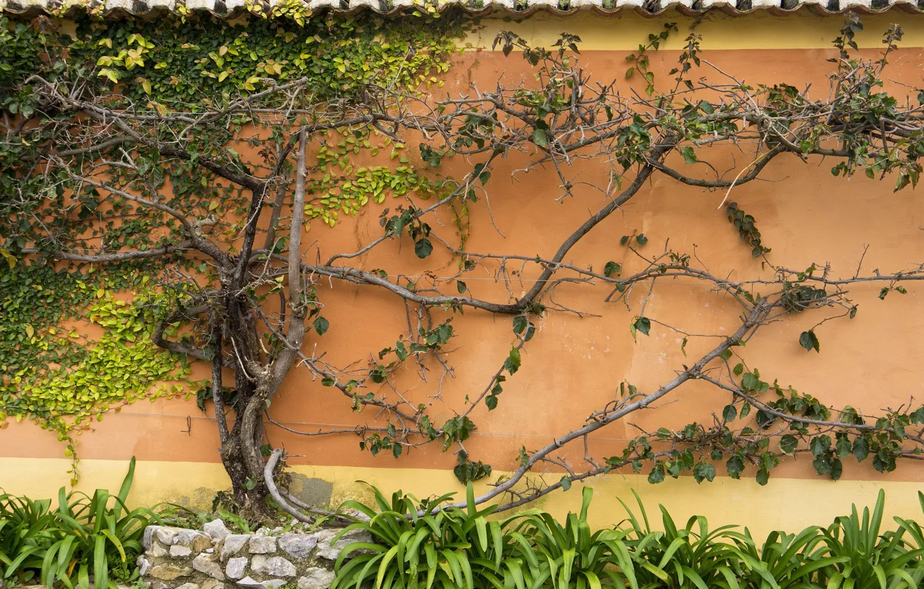 Photo wallpaper roof, leaves, tree, plant, Bush, Wall