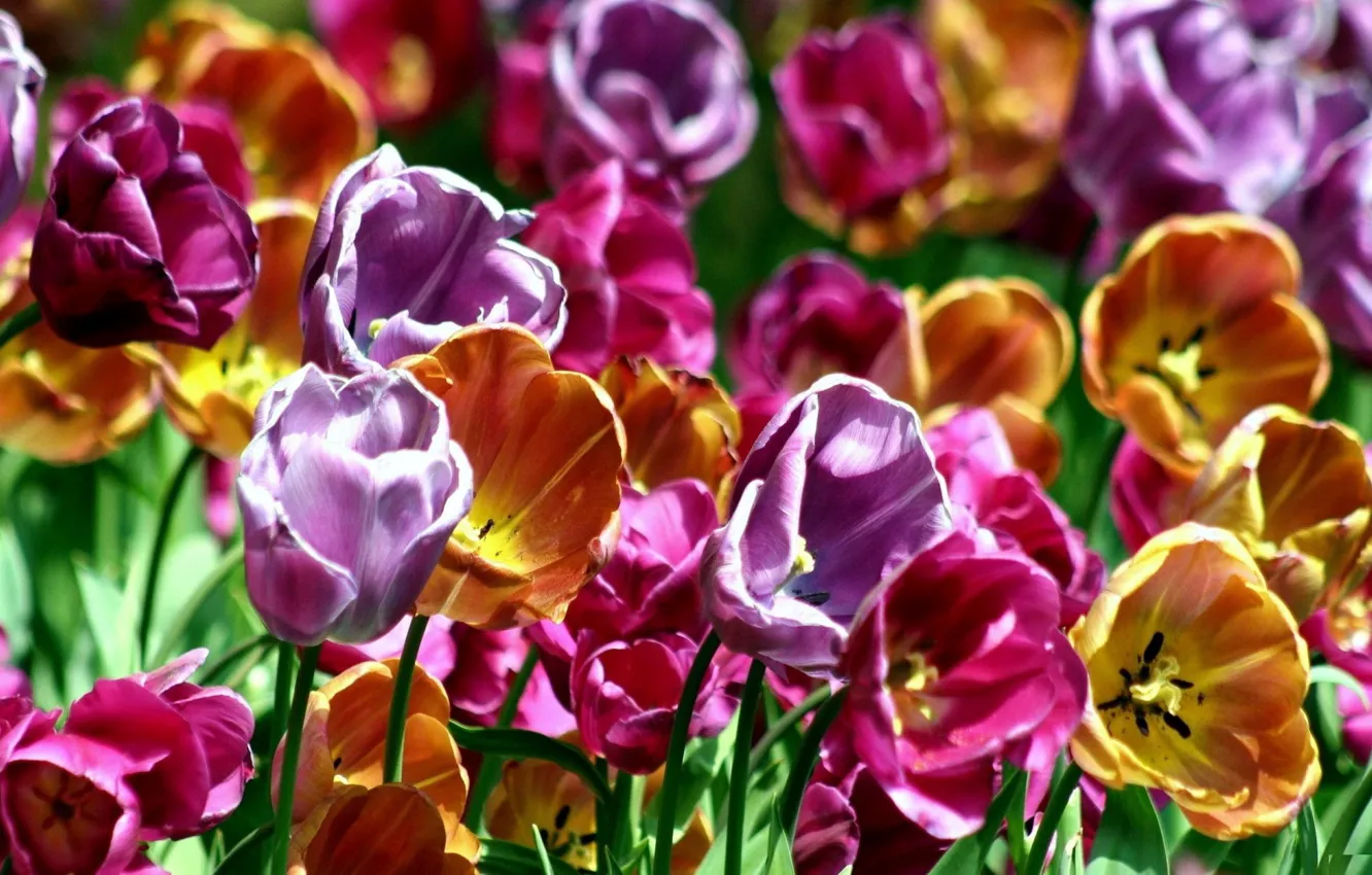 Photo wallpaper petals, garden, meadow, tulips
