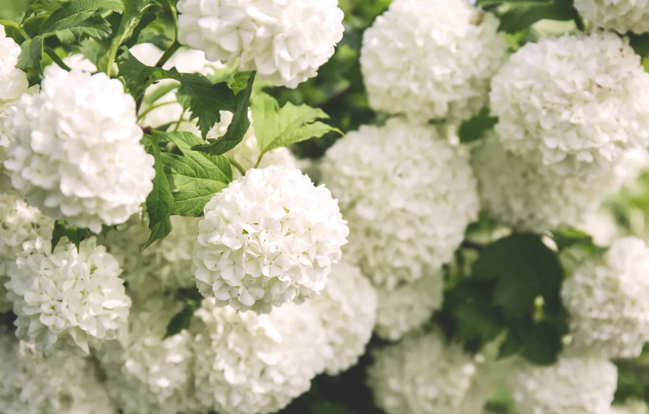 Photo wallpaper leaves, flowers, spring, garden, white, flowering, the bushes, bokeh