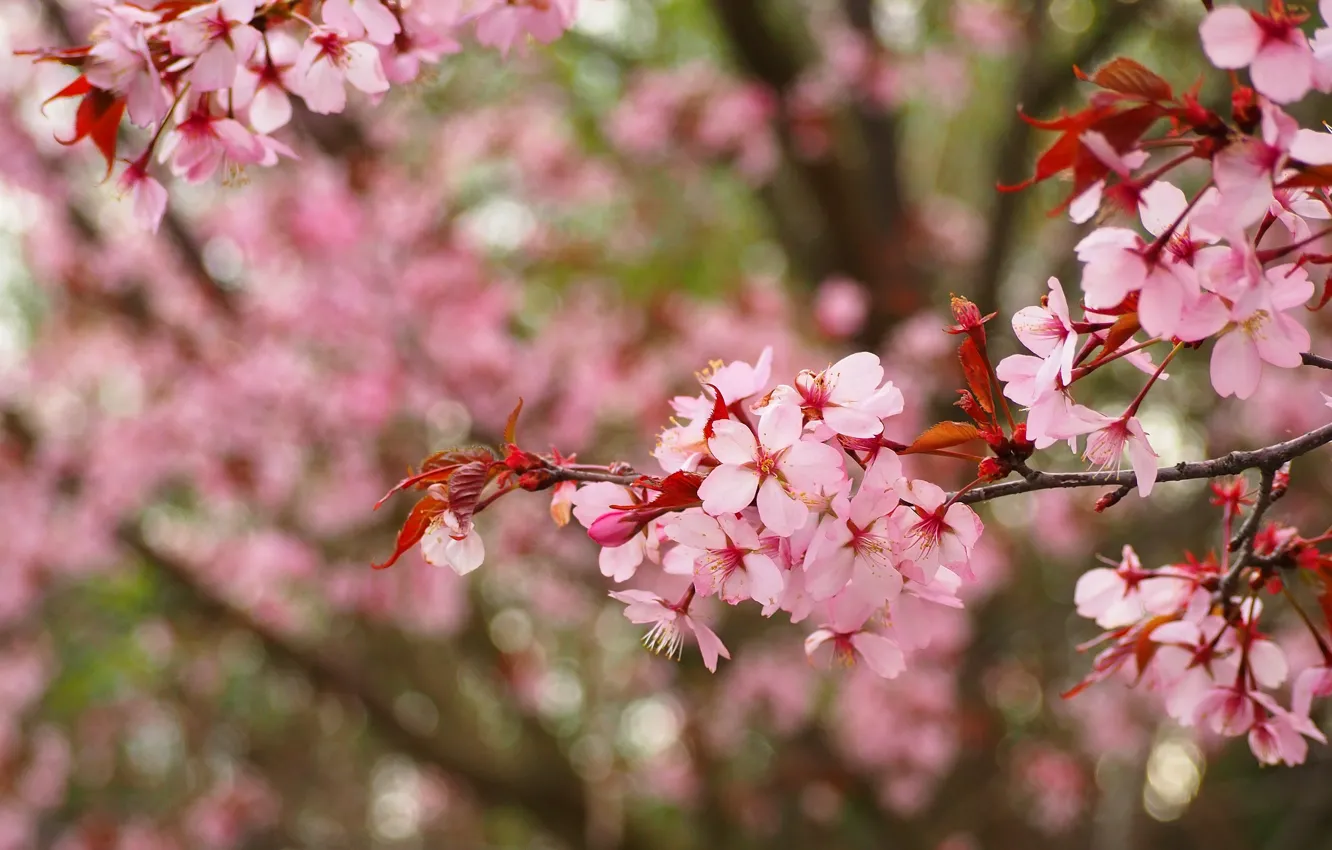 Photo wallpaper flowers, branches, cherry, spring, garden, Sakura, pink, flowering