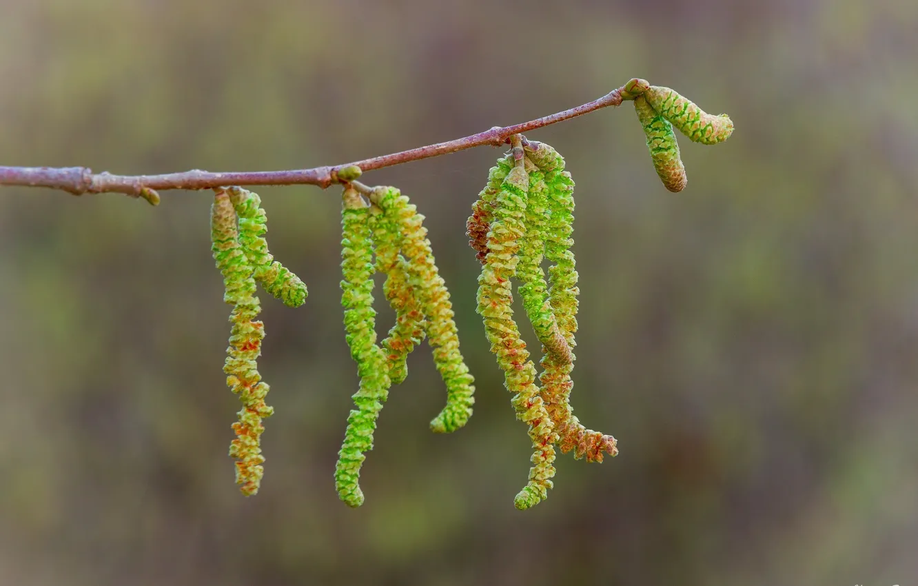 Photo wallpaper macro, branches, green, sprig, spring, earrings