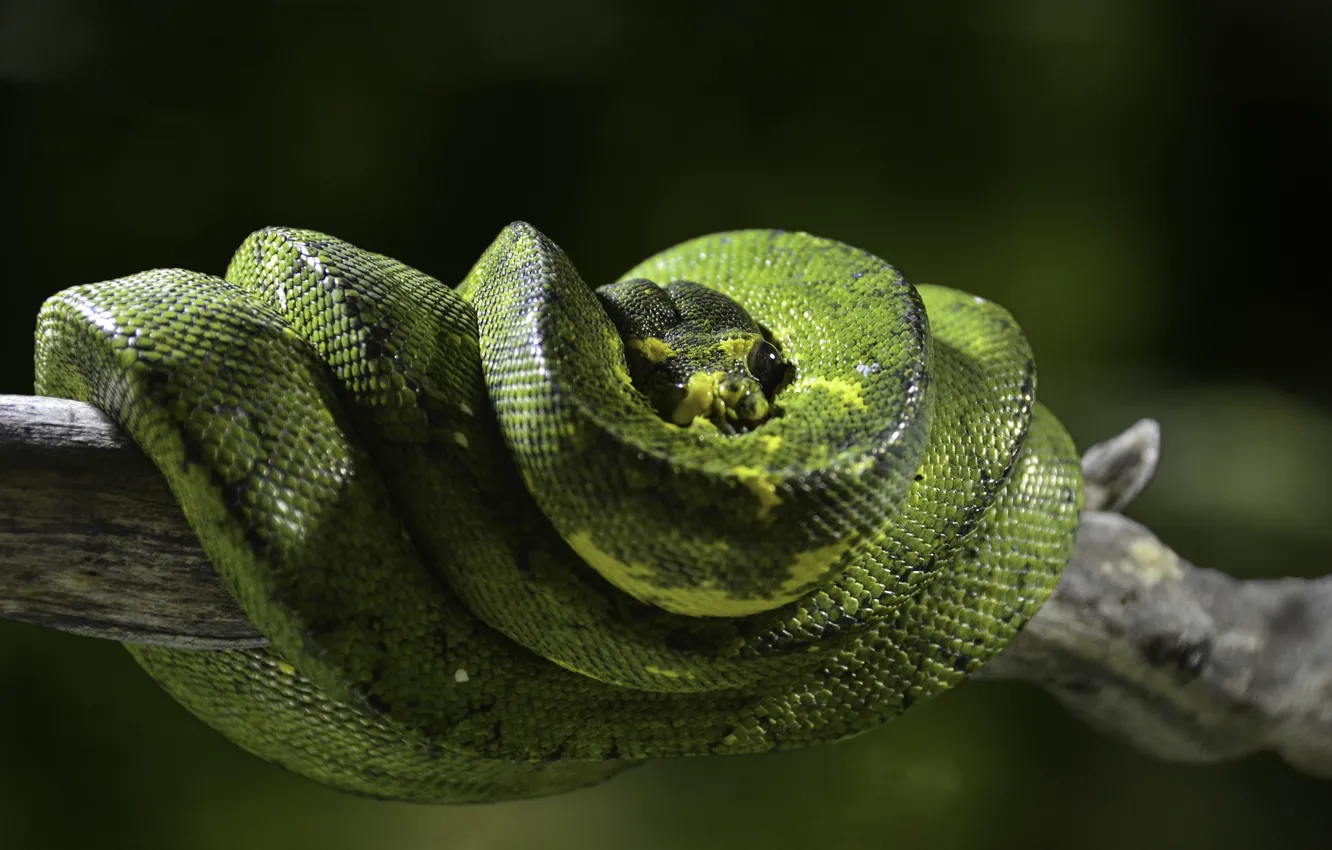 Photo wallpaper animals, snake, Python, exotic, fauna, terrarium, reptiles