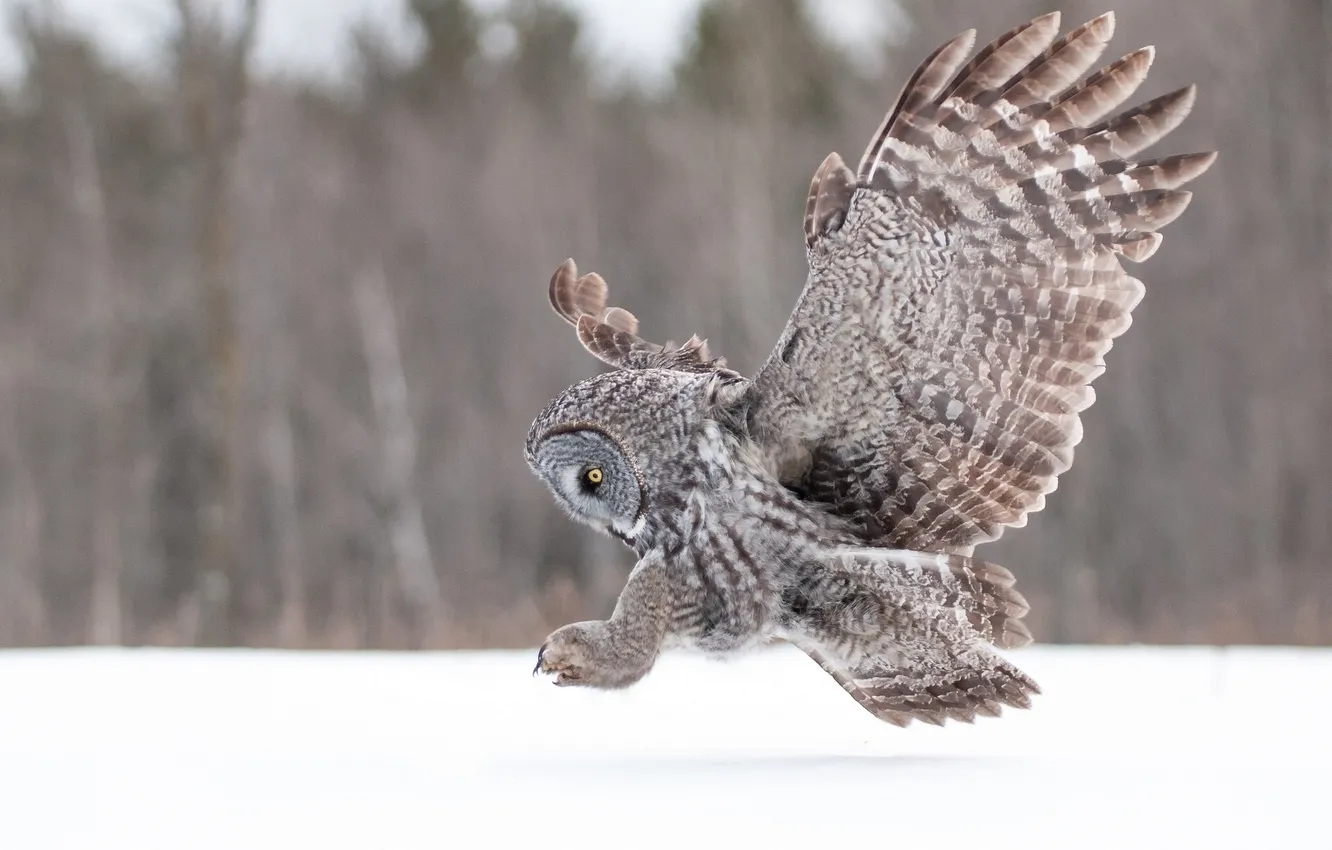 Photo wallpaper owl, wings, Great grey owl