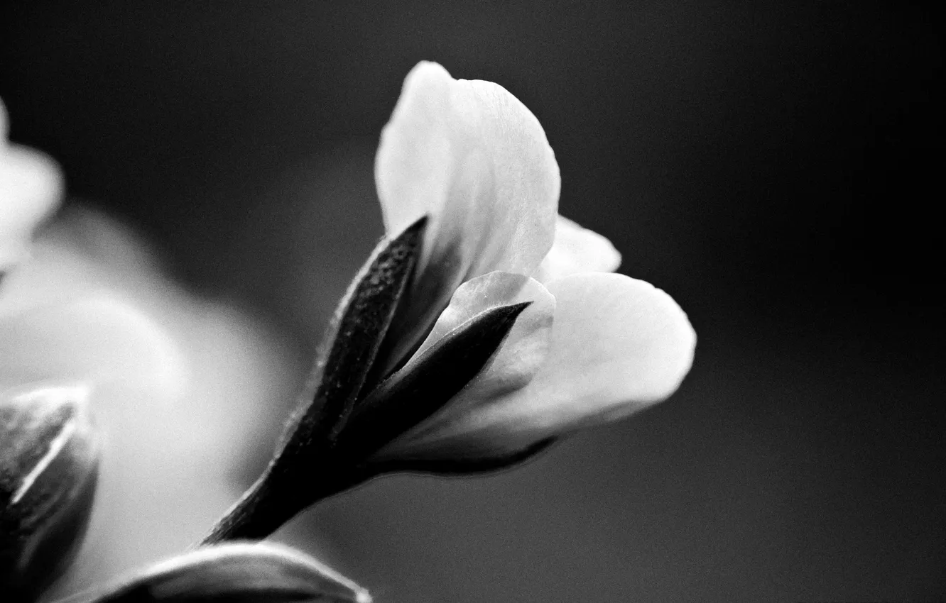 Photo wallpaper macro, flowers, nature, plant, petals, black and white