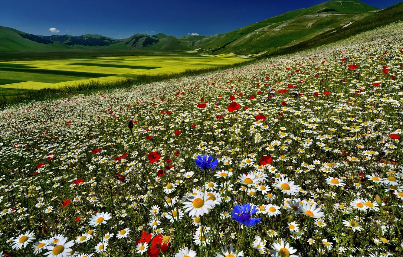 Photo wallpaper field, flowers, mountains, nature
