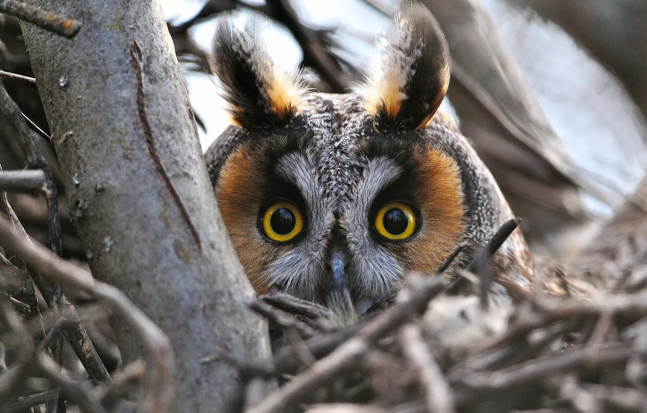 Photo wallpaper look, branches, owl, bird, head, eyes, Long-eared owl