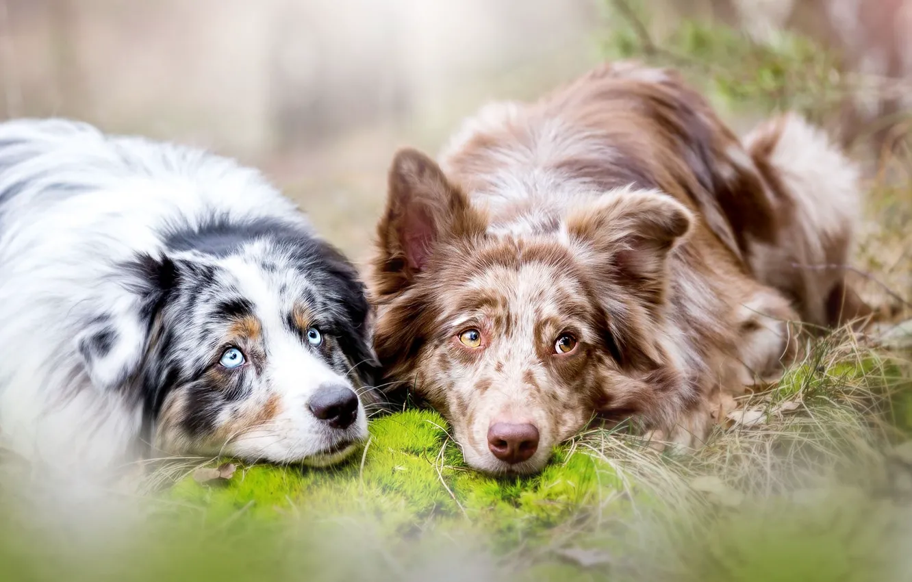 Photo wallpaper dog, a couple, two dogs