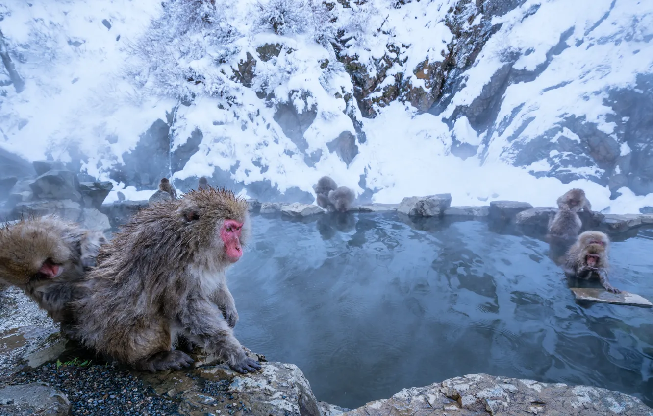 Photo wallpaper winter, snow, mountains, nature, stones, shore, bathing, monkey