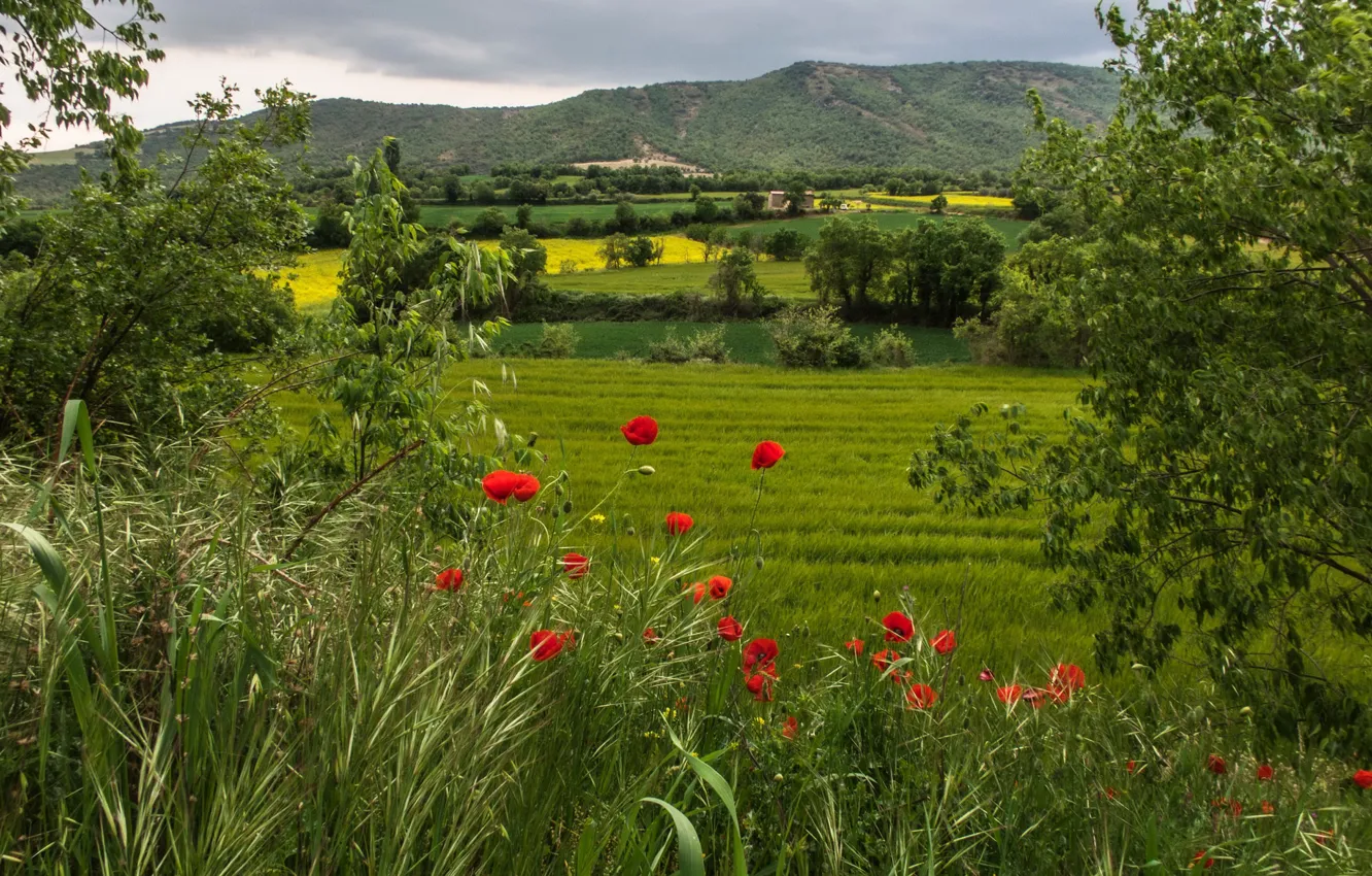 Photo wallpaper greens, field, grass, trees, flowers, mountains, red, Maki