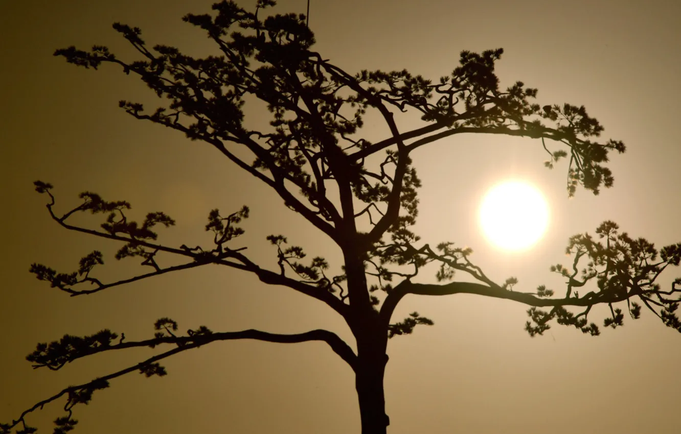 Photo wallpaper the sun, trees, Japan, silhouette, Iwate