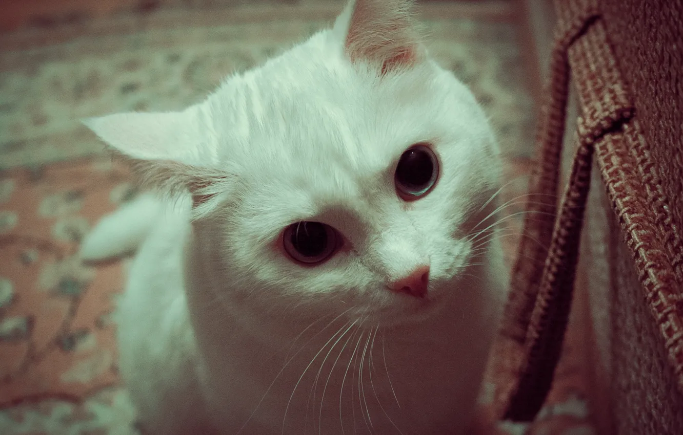 Photo wallpaper white, eyes, cat, albino