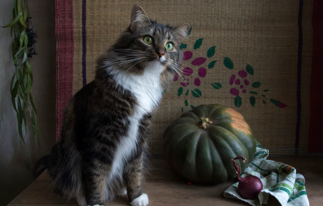 Photo wallpaper cat, cat, look, table, grey, towel, bow, pumpkin