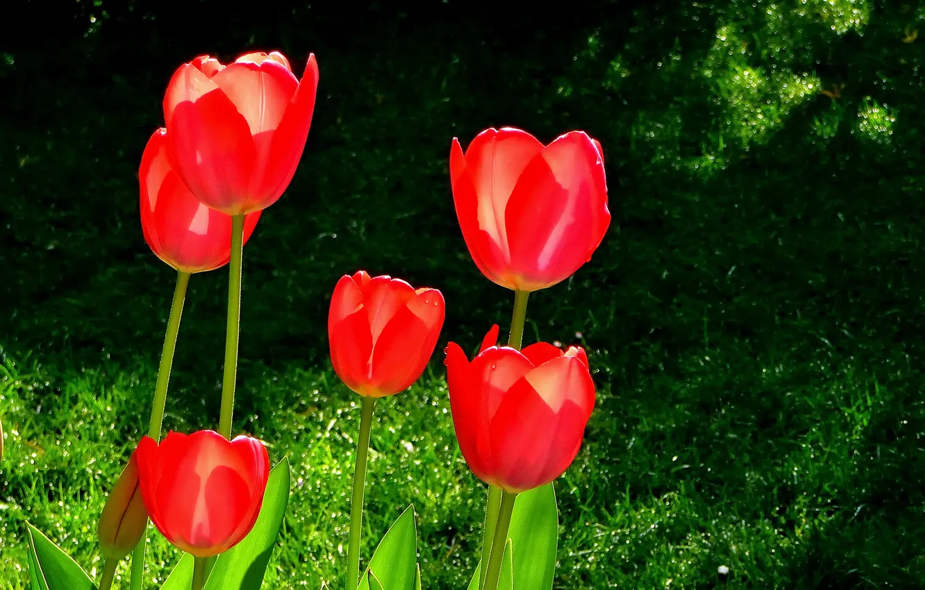 Photo wallpaper spring, spring, red tulips, Red tulips