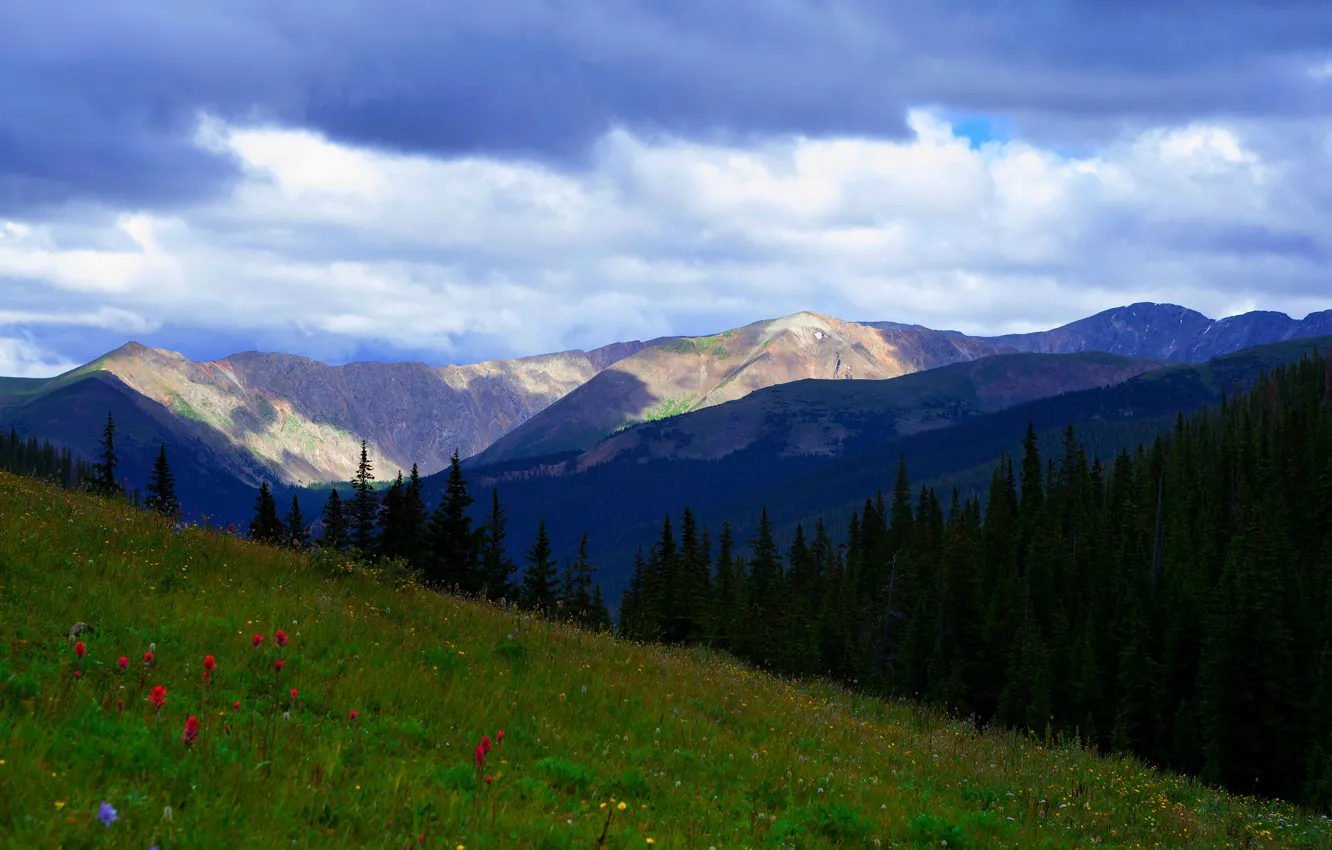 Photo wallpaper forest, summer, the sky, flowers, mountains, blue, the slopes, meadow