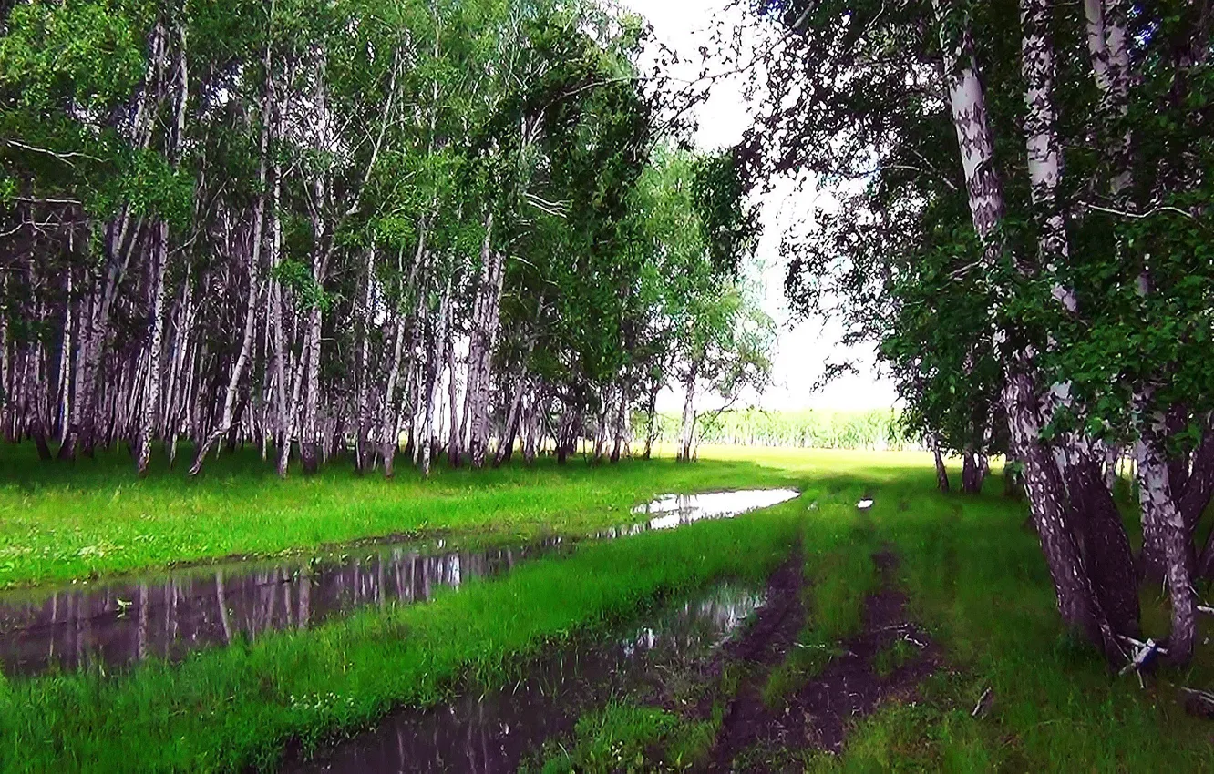 Photo wallpaper summer, rain, Forest, puddle