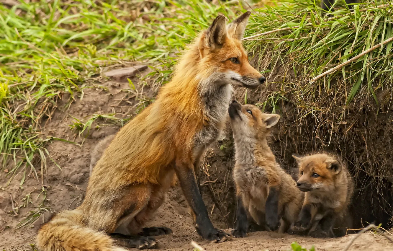 Photo wallpaper Nora, baby, Fox, cub, motherhood, Fox