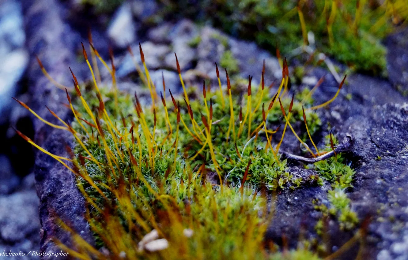 Photo wallpaper nature, moss, minimalism