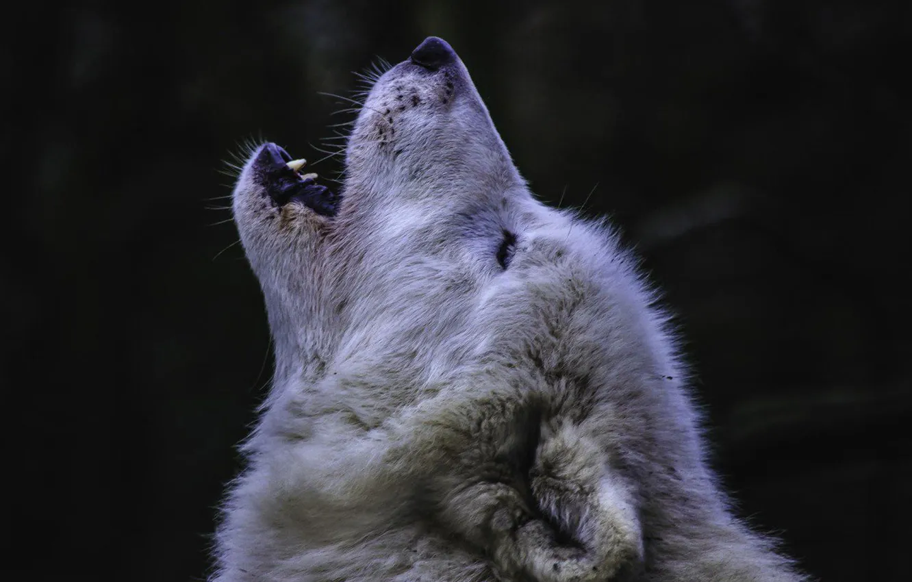 Photo wallpaper nature, predator, animal, wolf, wildlife, portrait, portrait., Canis lupus. face