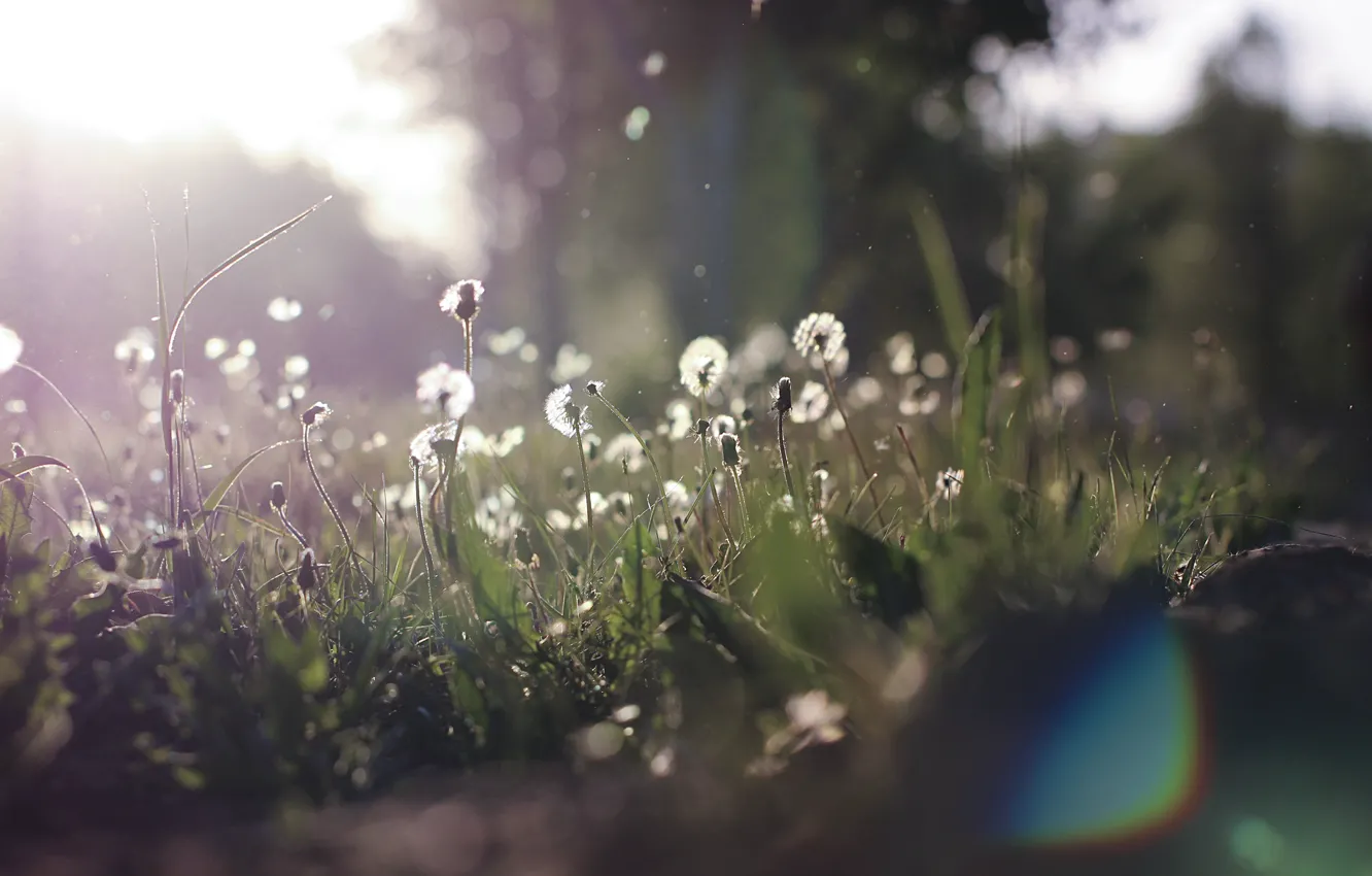 Photo wallpaper dust, fluff, dandelions, solar flare
