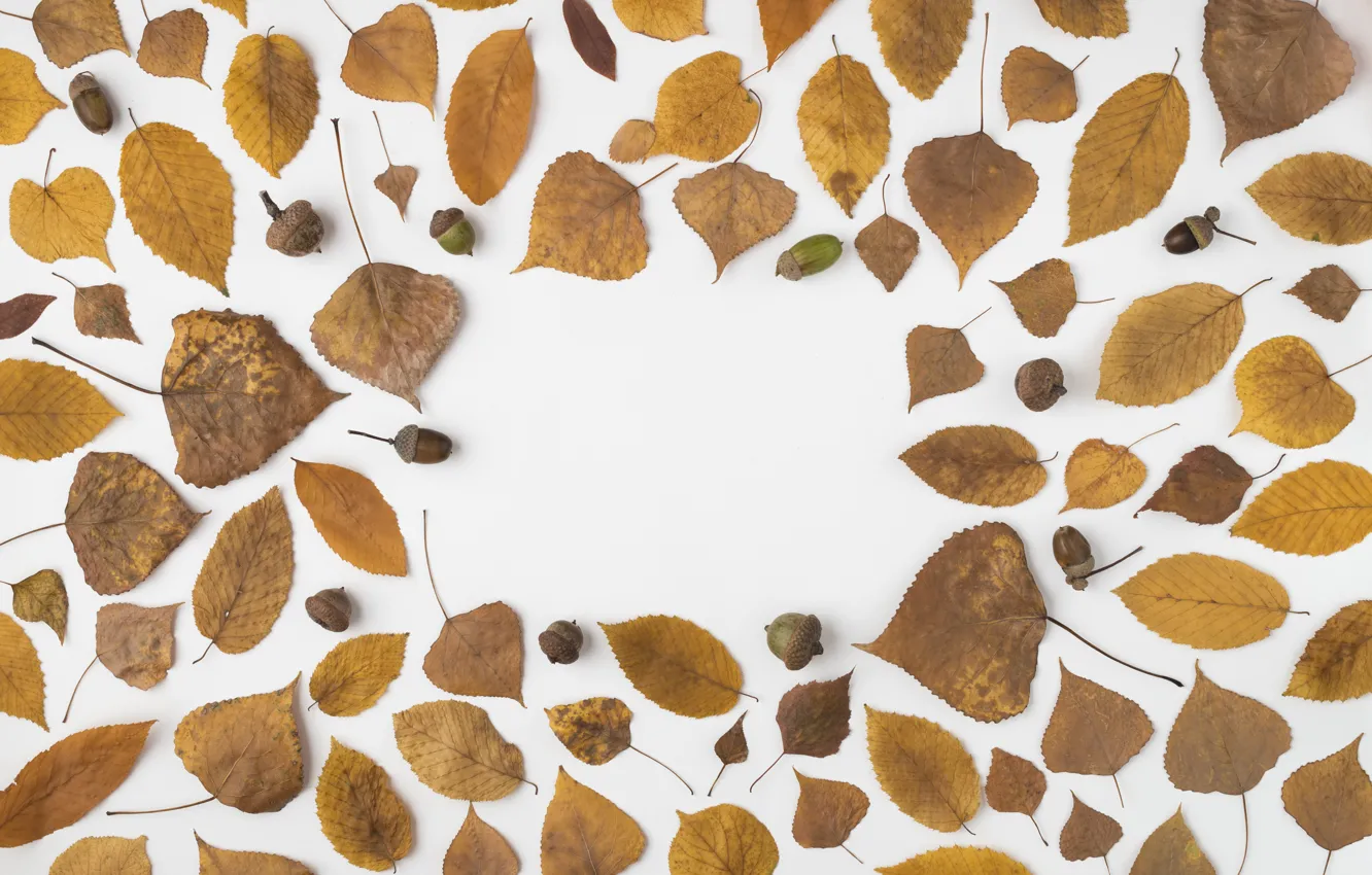 Photo wallpaper autumn, leaves, background, colorful, background, autumn, leaves, autumn