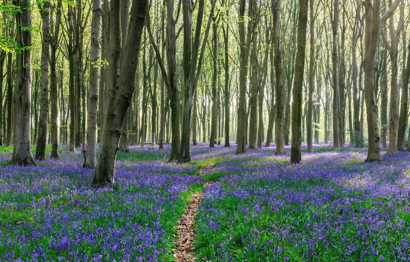 Photo wallpaper flowers, Park, spring