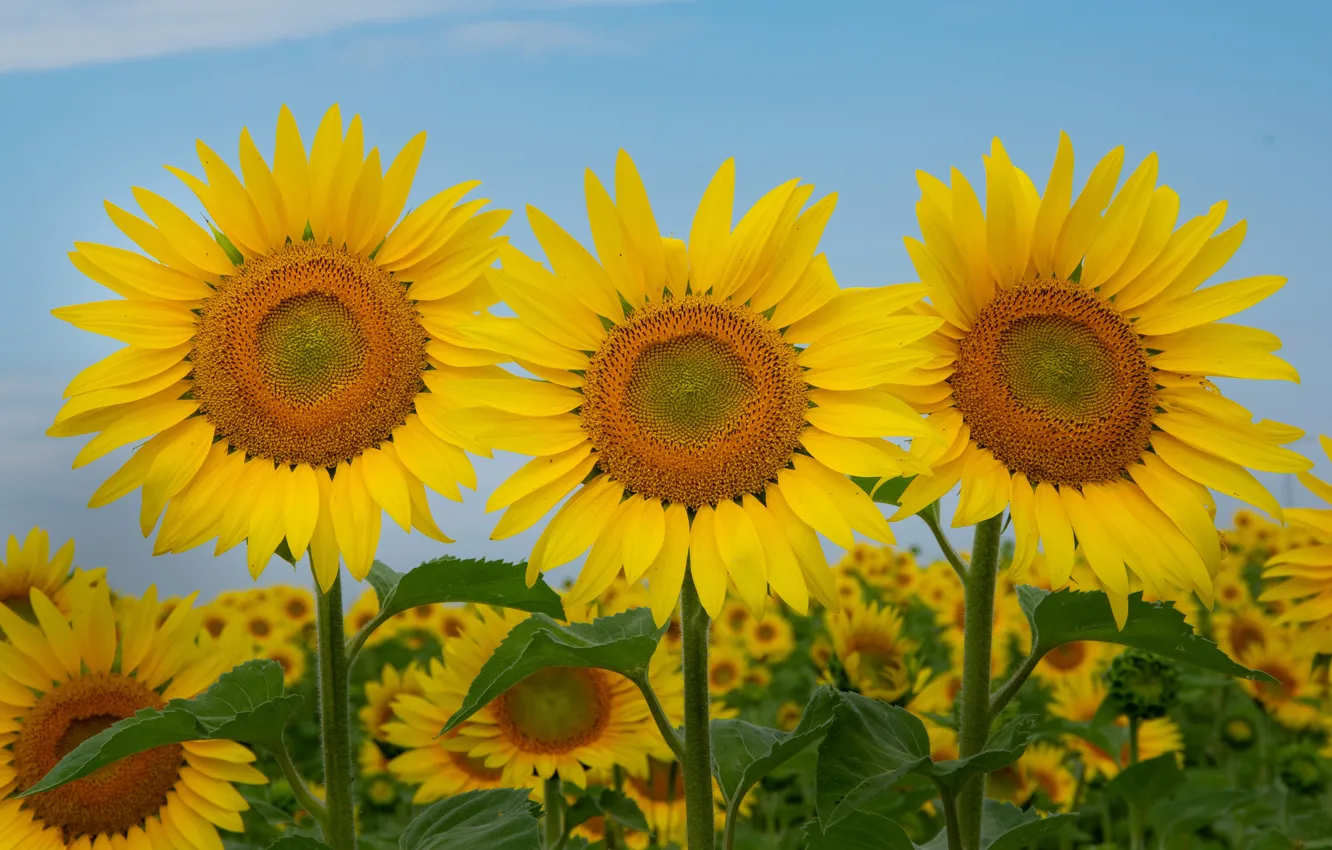 Photo wallpaper field, sunflowers, trio, suns