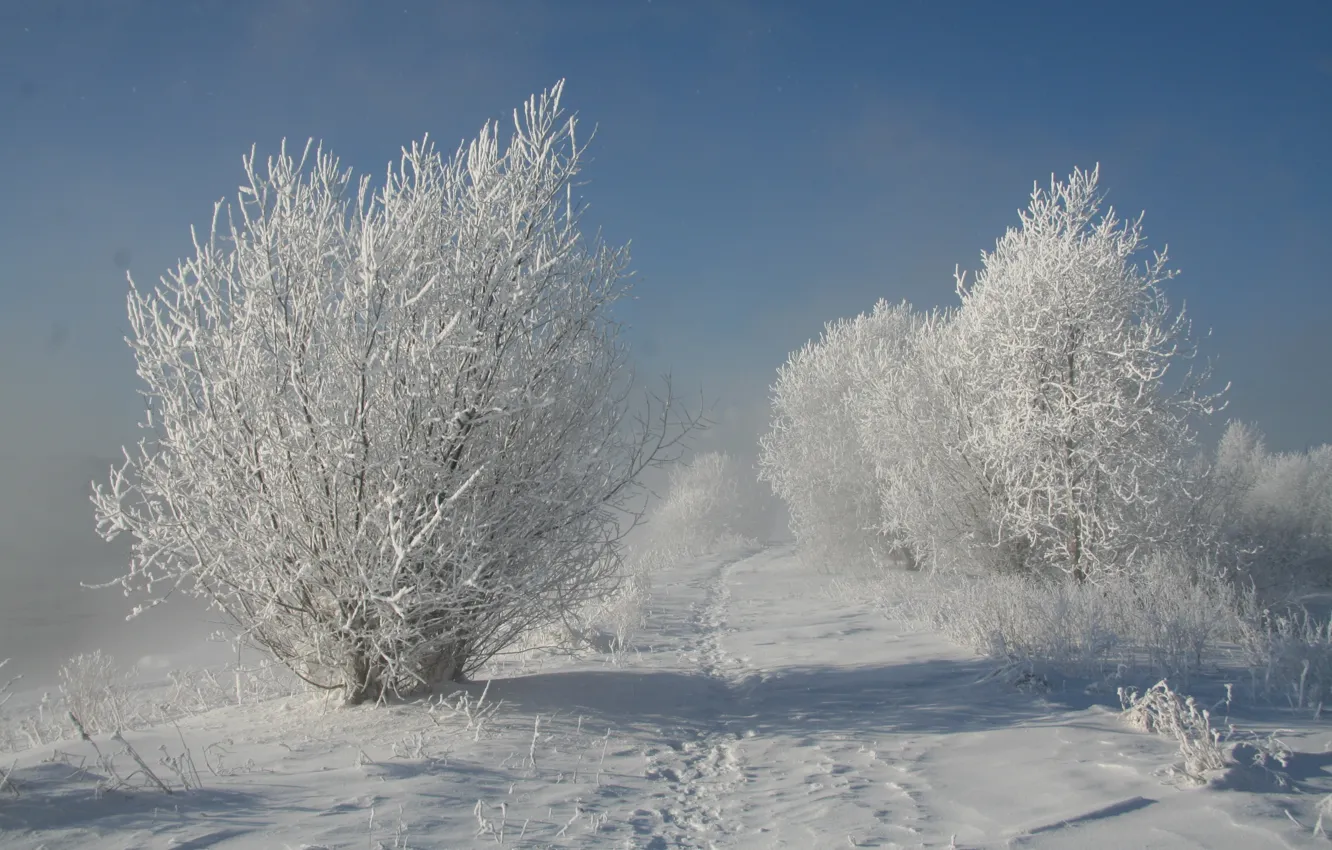 Photo wallpaper winter, snow, trees, nature