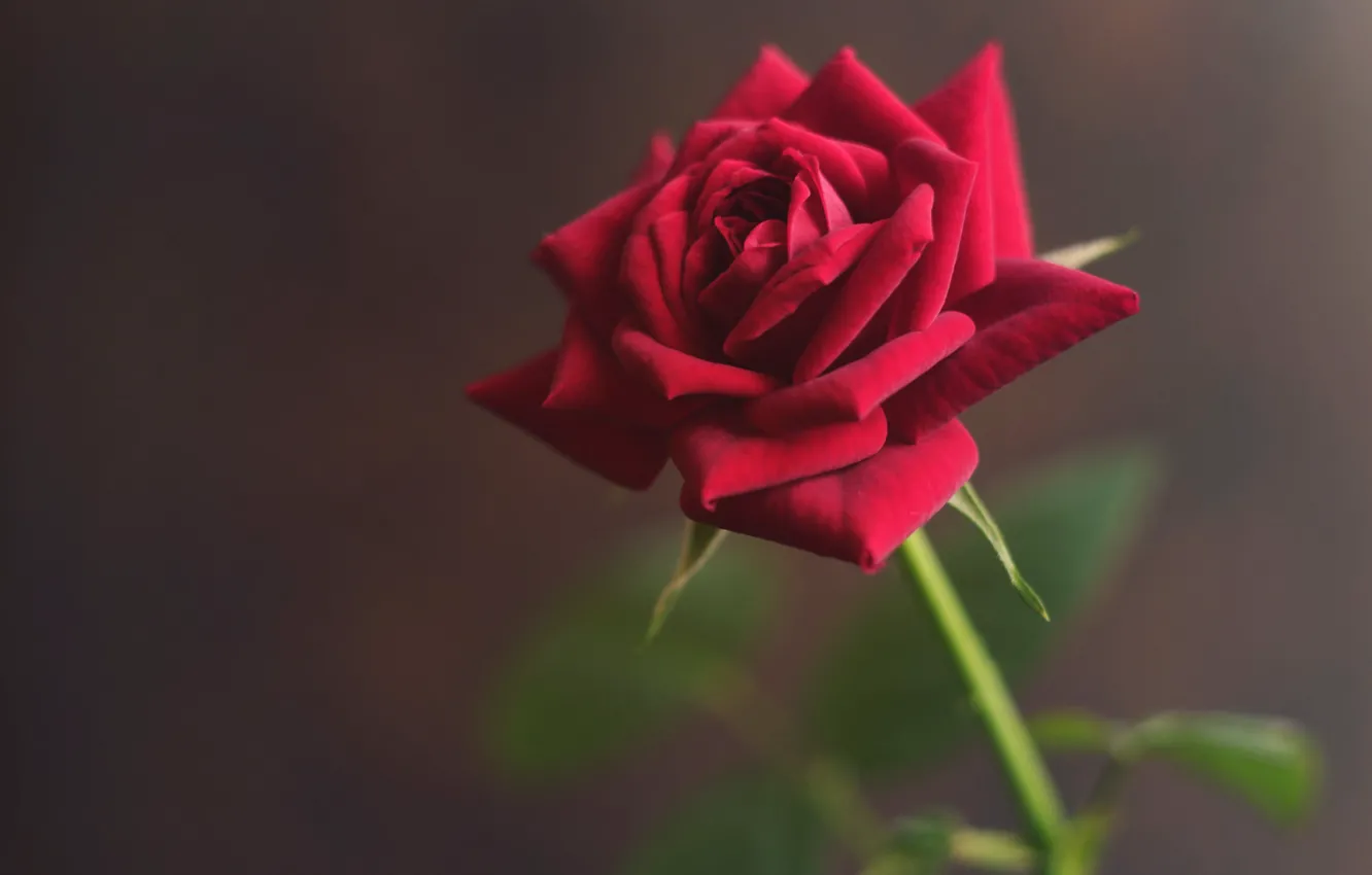 Photo wallpaper rose, petals, red, velvet